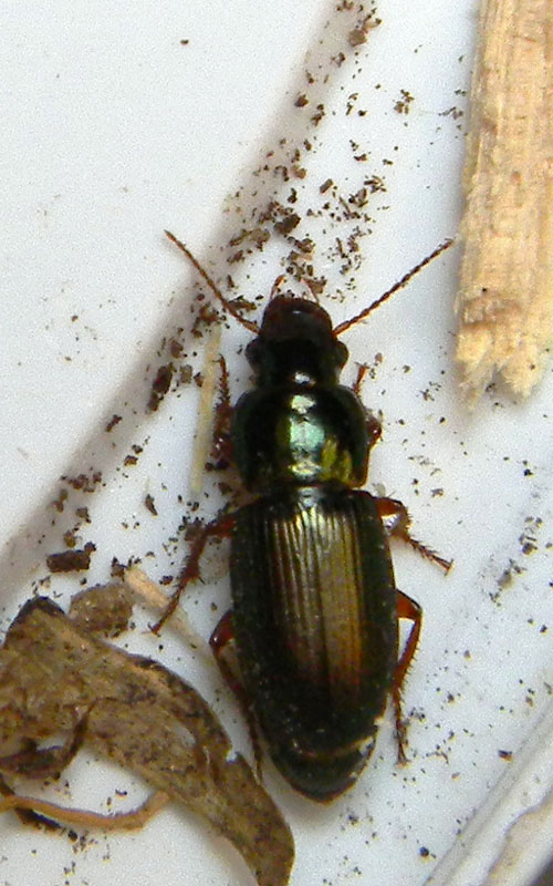 Quale Harpalus? Harpalus affinis